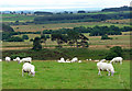 NZ0793 : Farmland near Nunnykirk (1) by Stephen Richards