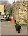 Cat, Chipping Norton