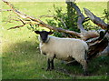 Sheep near Frinsted