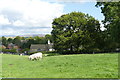 Sheep grazing at Bentside Farm