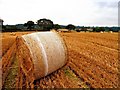 Harvest Time