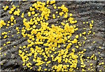 J4682 : Small yellow fungus, Crawfordsburn (September 2015) by Albert Bridge