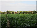 Path through the sugar beet to Wadworth