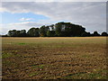 View towards a plantation by Long Gate