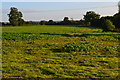 Long shadows in field near Oare