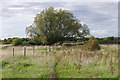 Scrubland near Upper Halliford