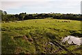 Sheep in a field