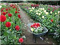 Dahlia beds, Heddon Nurseries