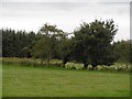 Fields near Florida