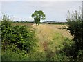 A  field  drain  over  Holme  Common