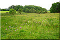 NY2756 : Field with orchids by Rose and Trev Clough