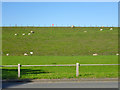 Sheep on reservoir bank