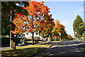 Trees along Rugby Road