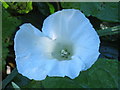 NZ4442 : Convolvulus in Warren House Gill by Mike Quinn