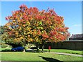 Autumn colours in Kirkby Malzeard