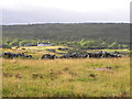 M2202 : Rough pasture on the Burren by Gordon Hatton