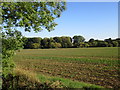 View towards Park Hill Farm