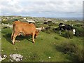 L6639 : Cattle grazing, Murvey by Jonathan Wilkins