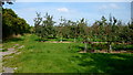 Cider orchard by the Leigh Sinton Road