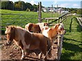 Shetland ponies, Greenmeadow Farm