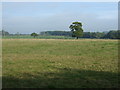 Grazing near Parkgate