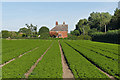 Farmland near Shepperton