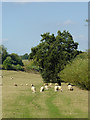 Riverside grazing north-east of Upper Arley, Worcestershire