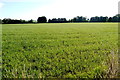 ST2709 : Grass Field by Nigel Mykura
