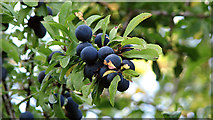 TG1601 : Sloes ready for picking by Evelyn Simak