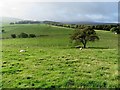 Farmland at Tockholes