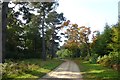 Path in Blackfen Plantation