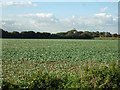 Field west of Parsonage Stocks Road