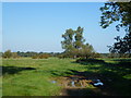 Meadow and willows near Snailwell, Newmarket