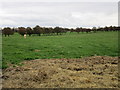 Field with cattle off Carr Lane