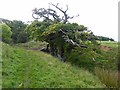 NT8669 : Ancient oaks beside the Berwickshire Coast Path by Oliver Dixon