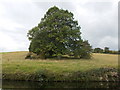 Tree in field next to Leeds and Liverpool Canal, Simpson Green