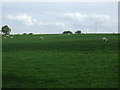 NY4538 : Hillside grazing near Hutton Row by JThomas