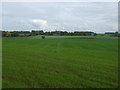 Farmland near Market Gate