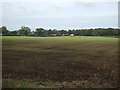 Young crop field near Ratten Row