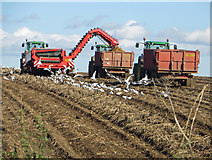 TA0114 : Potato Harvest near Worlaby by David Wright