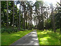 Avenue of trees