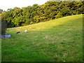 Grazing field and woodland