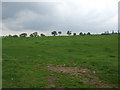 Grazing near Causeway House