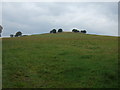 NY4841 : Grazing, Thiefside Hill by JThomas