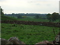 Grazing near Bull