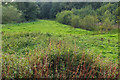 Rough pasture, Lower Eashing 