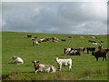 Beef shorthorns, Corsehill