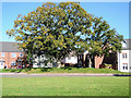 Cullompton: Oak tree