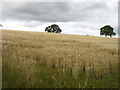 Farmland south-west of Methven