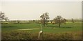 Trees in farmland near Haresfield